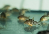 Panzerwelse - Corydoras