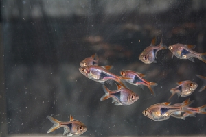 Keilfleckbaerbling 2,0 cm