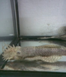 Gemeiner Antennenwels 6 - 8 cm