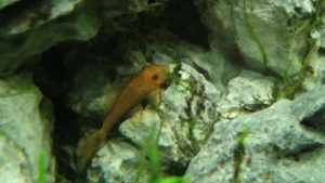 LDA 16 Ancistrus sp. Rot