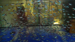 50 Neonsalmler + 2 LDA 16