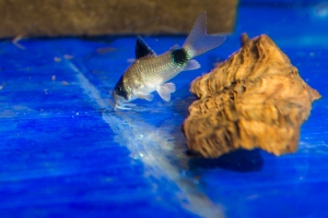Corydoras panda 10 Stueck