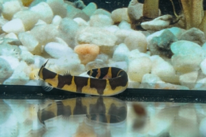 Geflecktes Dornauge