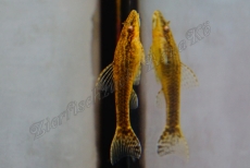Brauner Otocinclus