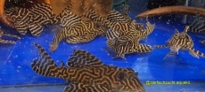 L333 Koenigstiger-Harnischwels Hypancistrus spec.