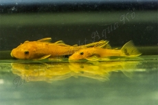 200 Neonsalmler + 2 LDA 16