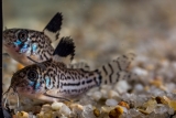 Corydoras julii