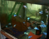 Schmetterlingsbuntbarsch Electric blue