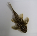 Engelsharnischwels L 28