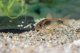 Corydoras aeneus schultzei