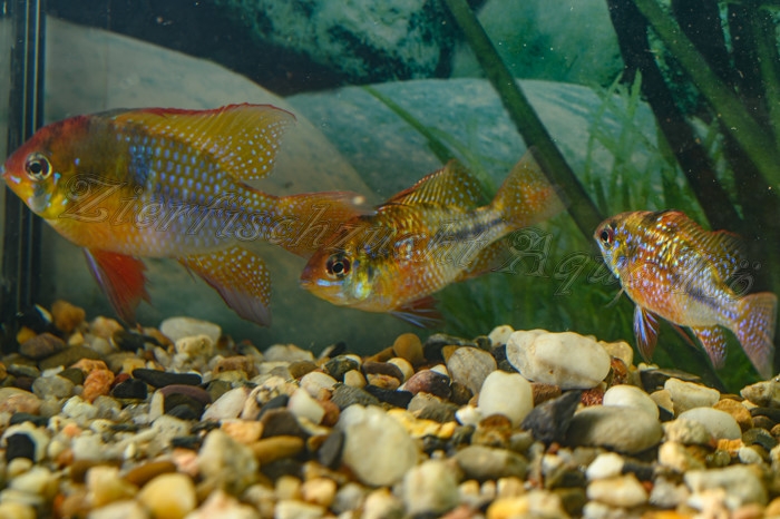 Schmetterlingsbuntbarsch Smaragd