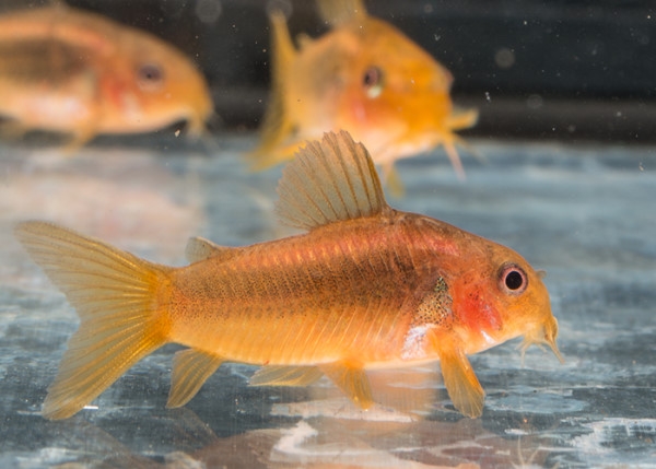 Corydoras sp. Red Stripe