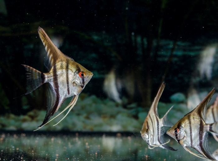 Skalar Naturform 5 bis 6 cm