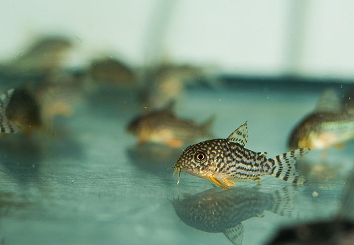 Corydoras sterbai 2,5 - 3,0 cm