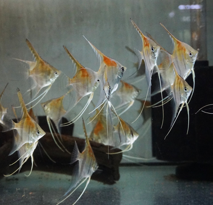 Manacapuru Rotrueckenskalar 4 Stueck