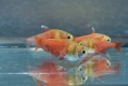 Roter von Rio 2,5 - 3 cm