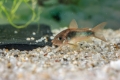 Corydoras aeneus schultzei