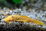 Ancistrus sp. L 144