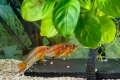 Apistogramma macmasteri Weibchen