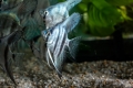 4 Stueck Blue Pearl Skalar