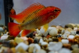 Apistogramma macmasteri red mask***